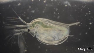 Daphnia magna under the Microscope [upl. by Ayor602]