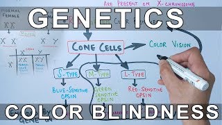 Genetics of Color Blindness [upl. by Yarrum863]