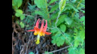 Aquilegia columbine [upl. by Ylen]