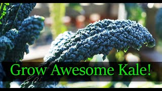 How To Grow The Best Kale  From Seed To Harvest 2019 [upl. by Tiler]