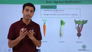 Class 11th – Root – Tap Root Modifications  Morphology of Flowering Plants  Tutorials Point [upl. by Landan]