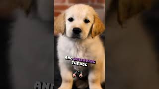 Labrador Puppy Training [upl. by Endres]