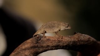 6 Mellers amp Pygmy Chameleons Care Tips  Pet Reptiles [upl. by Rubi]