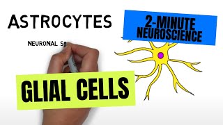 2Minute Neuroscience Glial Cells [upl. by Norbel]