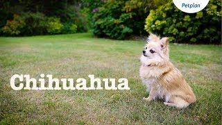 Chihuahua Dogs and Puppies Lifespan Temperament amp Facts  Petplan [upl. by Aniham]