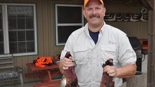 Preparation and Cooking Pheasant  Tips for Beginners  Part 4 [upl. by Stroud]