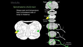 Foundational features of the brainstem [upl. by Culley]