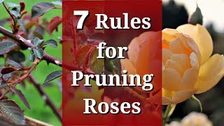 7 Rules for Pruning Roses [upl. by Name231]