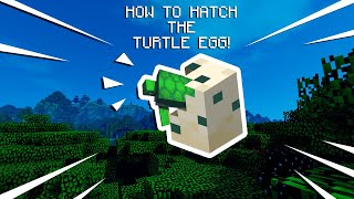 How to get amp hatch a Turtle Egg  Minecraft [upl. by Ennylhsa]