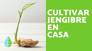 ¿Cómo CULTIVAR JENGIBRE en CASA [upl. by Akimrej635]