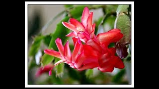 How to care for Christmas Cactus amp Thanksgiving Cactus Schlumbergera [upl. by Novahs]