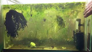 Scuds Daphnia Cherry Shrimp Copepods My aquatic food culture [upl. by Ruffin168]