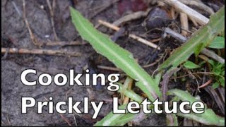 How to Properly Cook Prickly Wild Lettuce Lactuca Serriola [upl. by Godewyn]