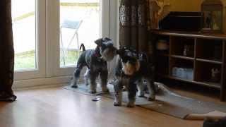 Mini Schnauzers barking HIGH PITCHED [upl. by Karlene]