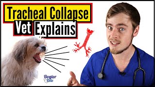 Tracheal Collapse In Dogs  How To Know If Your Dog Has A Collapsed Trachea  Dogtor Pete [upl. by Marquet]