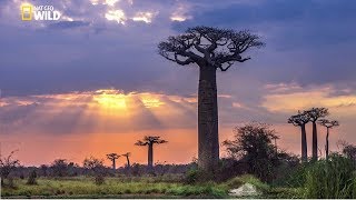 National Geographic Documentary  Madagascar A World Apart  BBC Nature [upl. by Pfeifer]