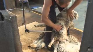 How to Shear  Shearing Merino sheep Fine Wool [upl. by Enimisaj]