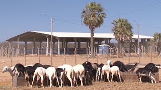 Criação de Caprinos e ovinos [upl. by Nosde]