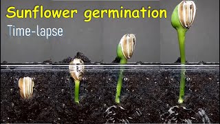 Sunflower germination timelapse [upl. by Aara]