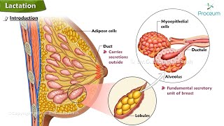 Physiology of Lactation Animation 🍼🍼🍼 [upl. by Nednarb63]