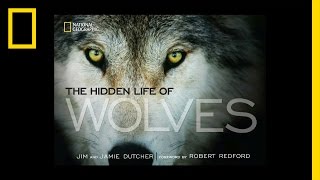 The Hidden Life of Wolves  National Geographic [upl. by Severin]