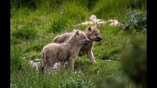 Premiers louveteaux à Beauval [upl. by Wivinah]