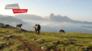 DOLOMITES Val Gardena  Summeremotions in the Dolomites [upl. by Sible]