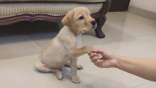 Labrador puppy training [upl. by Yenahs]