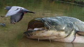 KILLER CATFISH HUNT PIGEONS ON LAND [upl. by Beatrisa]