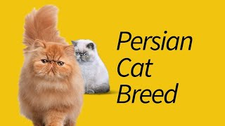 Types of Persian Cats—That Youve Never Heard [upl. by Hcnarb920]