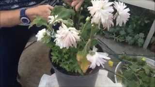 How to Grow Chrysanthemums Winter Tasks Pruning [upl. by Thagard]