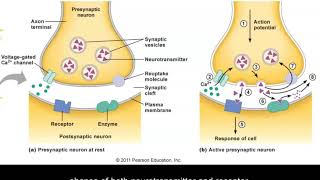 Neurotransmission [upl. by Dnomder]