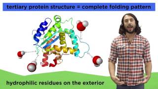 Protein Structure [upl. by Olathe910]