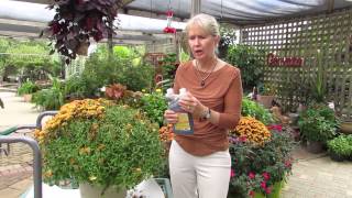 How To Trim Your Fall Chrysanthemums For A Second Bloom [upl. by Ahseiyk]