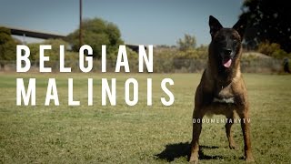 BELGIAN MALINOIS THE SHEPHERD WITH A PIT BULLS SPIRIT [upl. by Yrrej]