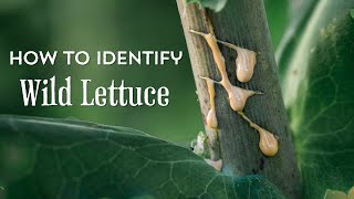 How to Identify Wild Lettuce and distinguish from common lookalikes [upl. by Marti203]