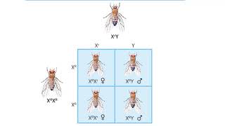 Human Eye color genetics Do genes determine our eye color Why do eyes have color [upl. by Anelys]