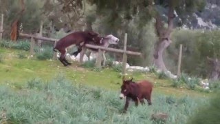 pelea de burros  Tossals Verds [upl. by Ailahk541]