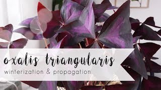 OXALIS TRIANGULARIS  Winterization and Propagation [upl. by Enirhtak]