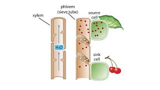 The Pressure Flow Model in a Plant [upl. by Scotney]