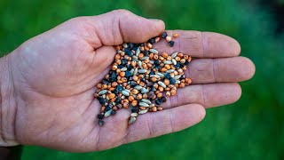 How to Choose the Right Cover Crop for What You Need [upl. by Devora781]