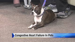 Congestive heart failure in pets [upl. by Namad]