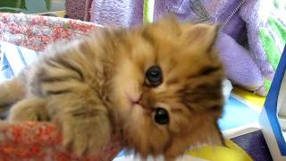 Cute Persian kitten Intrepid  073011 [upl. by Ettezzus155]