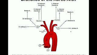 Embryology of Cardiovascular System  Part III by Dr Vijaya  Development of aortic arches [upl. by Dickman360]