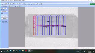 Quantifying Western Blot gels using BioRad Image Lab 6 [upl. by Essinger]