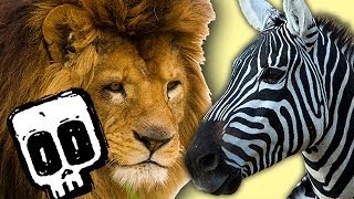 Lion vs Zebra  Deadliest Showdowns  BBC Earth [upl. by Ulric]