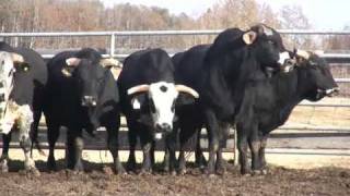 Canadian Finals Rodeo Bucking Bulls [upl. by Alekram]