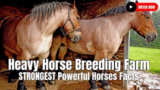 Heavy Horse Breeding Farm  STRONGEST Powerful Horses Facts [upl. by Nhguaval375]