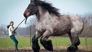 12 LARGEST Horse Breeds In The World [upl. by Ruzich767]