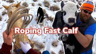 Rescuing Newborn Calf Our Bull Got Foot Rot Vlog 18 [upl. by Ynaffyt]